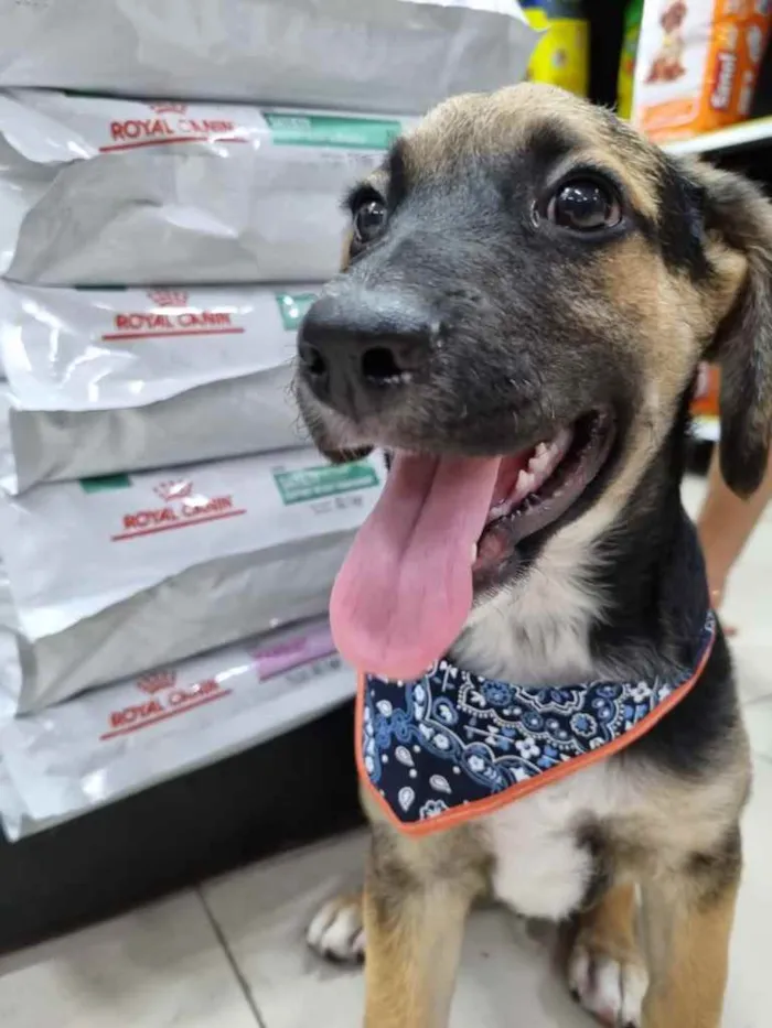 Cachorro raça Srd idade 2 a 6 meses nome Djonga 