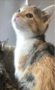 Branca & Morena