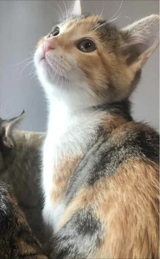 Gato ra a Srd idade Abaixo de 2 meses nome Branca & Morena