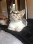 Branca & Morena