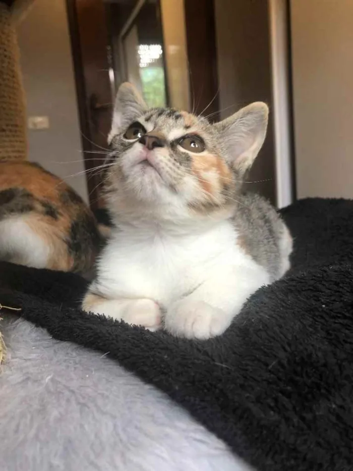 Gato ra a Srd idade Abaixo de 2 meses nome Branca & Morena