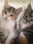 Branca & Morena