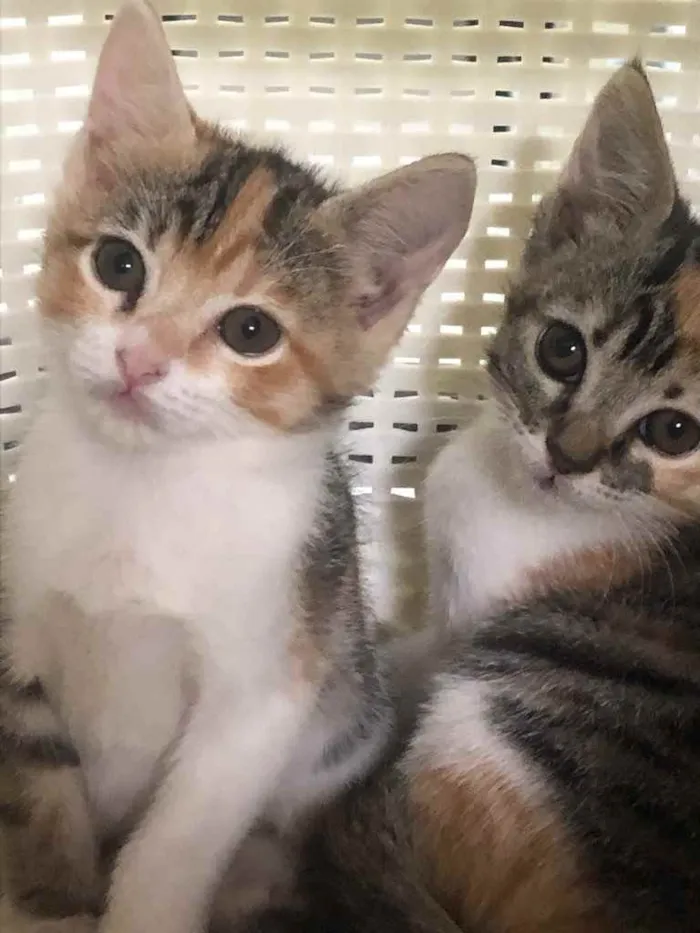 Gato ra a Srd idade Abaixo de 2 meses nome Branca & Morena