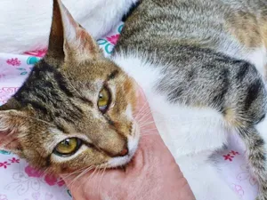 Gato raça SRD idade 2 a 6 meses nome CÉLIA TIGRADA