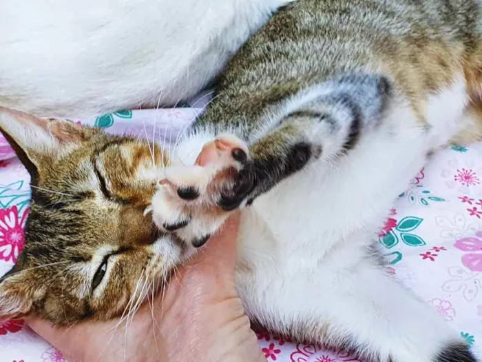 Gato raça SRD idade 2 a 6 meses nome CÉLIA TIGRADA