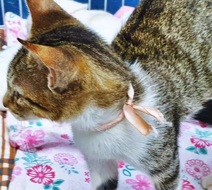 Gato raça SRD idade 2 a 6 meses nome CÉLIA TIGRADA