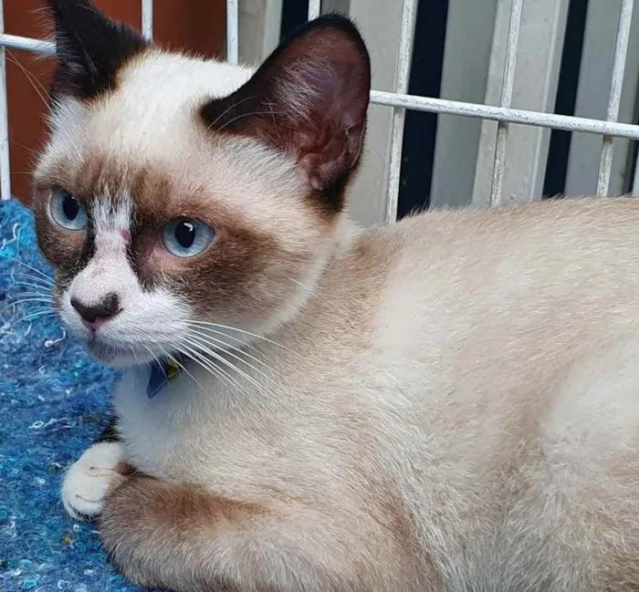 Gato raça SRD idade 2 a 6 meses nome TONINHO MIX