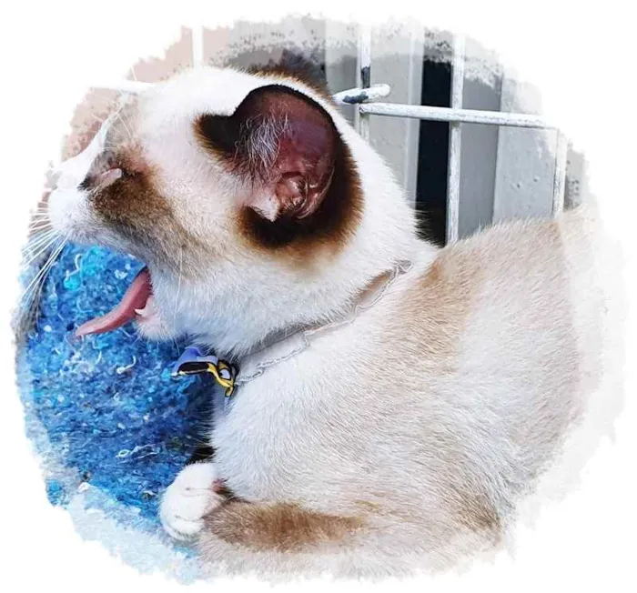 Gato raça SRD idade 2 a 6 meses nome TONINHO MIX