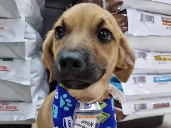 Cachorro raça Srd idade  nome Kovu