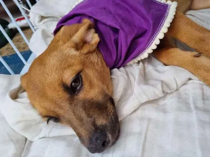 Cachorro raça Srd idade 2 a 6 meses nome Sofia