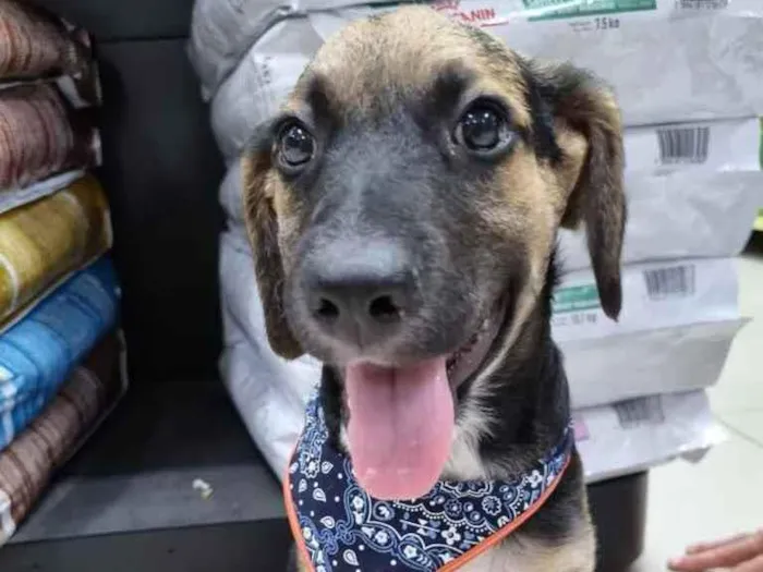 Cachorro raça Srd idade 2 a 6 meses nome Djonga 