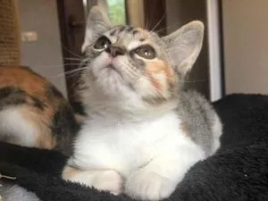 Gato raça Srd idade Abaixo de 2 meses nome Branca & Morena