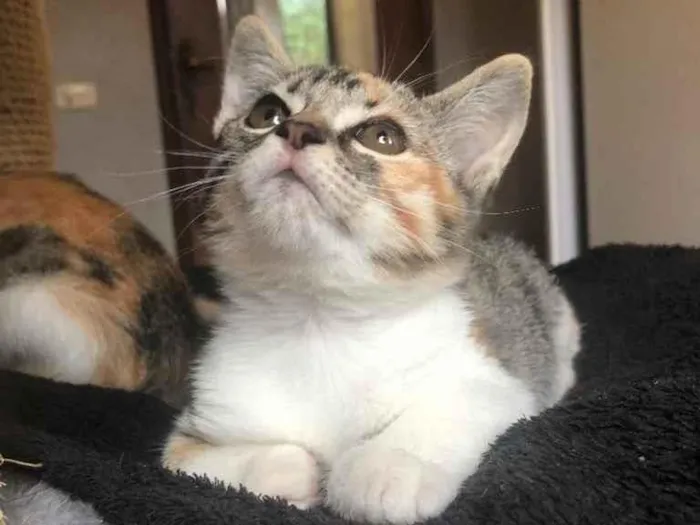 Gato ra a Srd idade Abaixo de 2 meses nome Branca & Morena