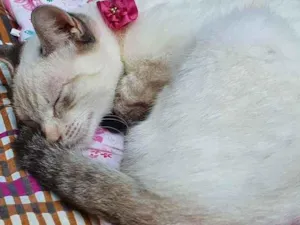 Gato raça SRD idade 2 a 6 meses nome MARGOT MIX