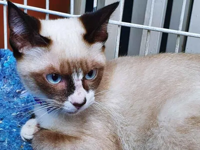 Gato raça SRD idade 2 a 6 meses nome TONINHO MIX