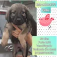 Pietro