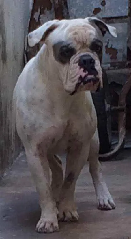 Cachorro ra a OLD BULDOG ENGLISH idade 5 anos nome TAZ