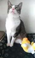 Pipoca