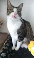 Pipoca