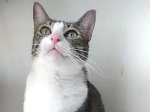Gato raça Srd idade 3 anos nome Pipoca