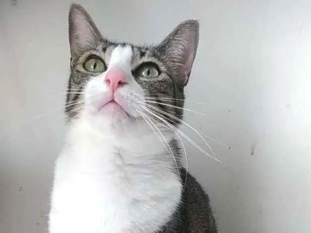 Gato ra a Srd idade 3 anos nome Pipoca