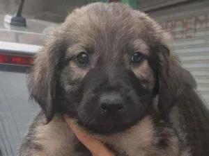 Cachorro raça SRD idade Abaixo de 2 meses nome Pietro