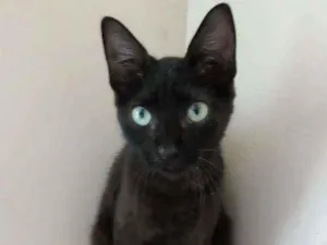 Gato raça Srd idade 2 a 6 meses nome Iara