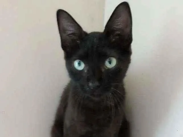 Gato raça Srd idade 2 a 6 meses nome Iara