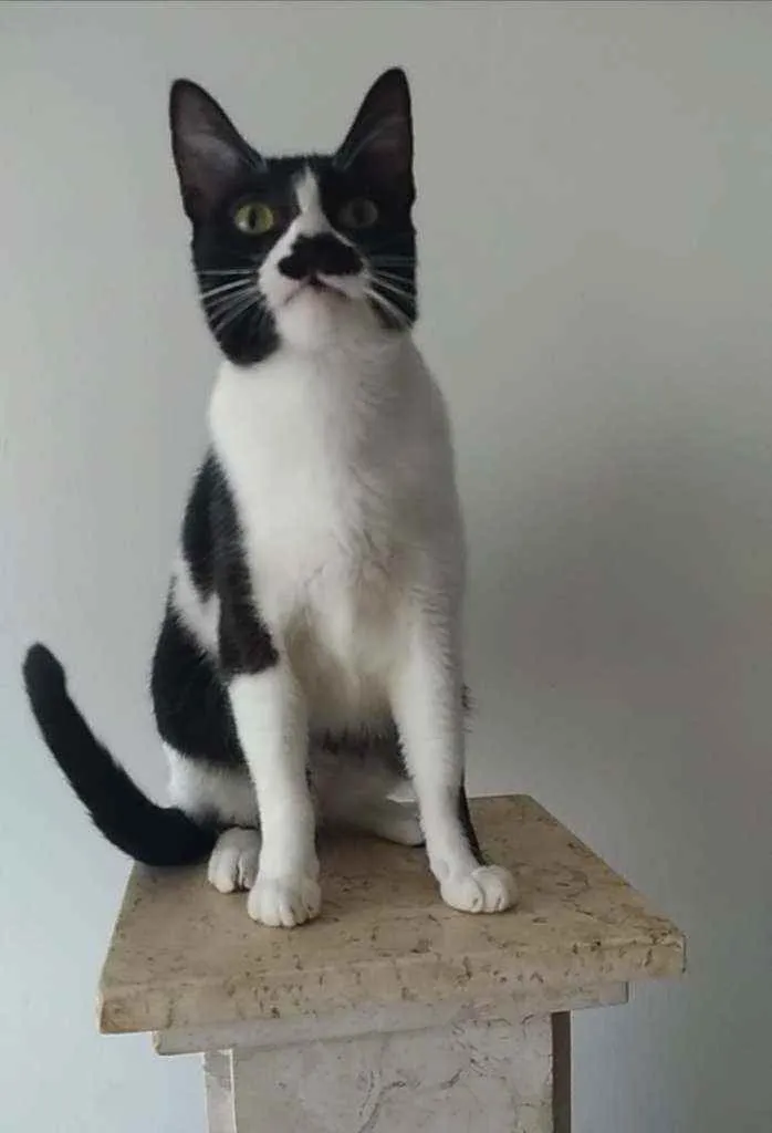 Gato ra a Srd idade 2 a 6 meses nome Chayene
