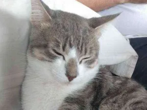 Gato raça Cinza idade 1 ano nome Merlin