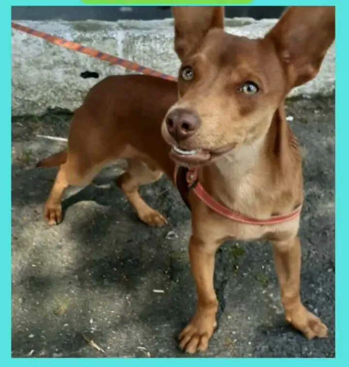 Cachorro raça Mestiço idade 1 ano nome Luck