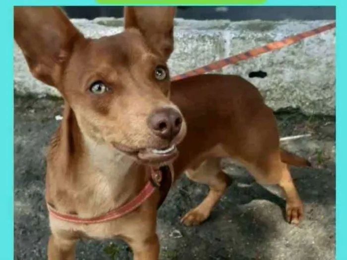 Cachorro raça Mestiço idade 1 ano nome Luck