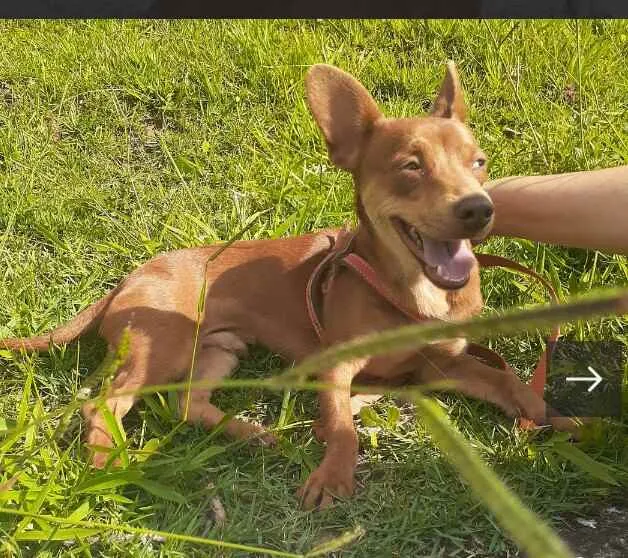 Cachorro raça Mestiço idade 1 ano nome Luck