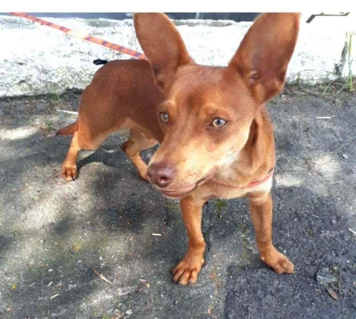 Cachorro raça Mestiço idade 1 ano nome Luck