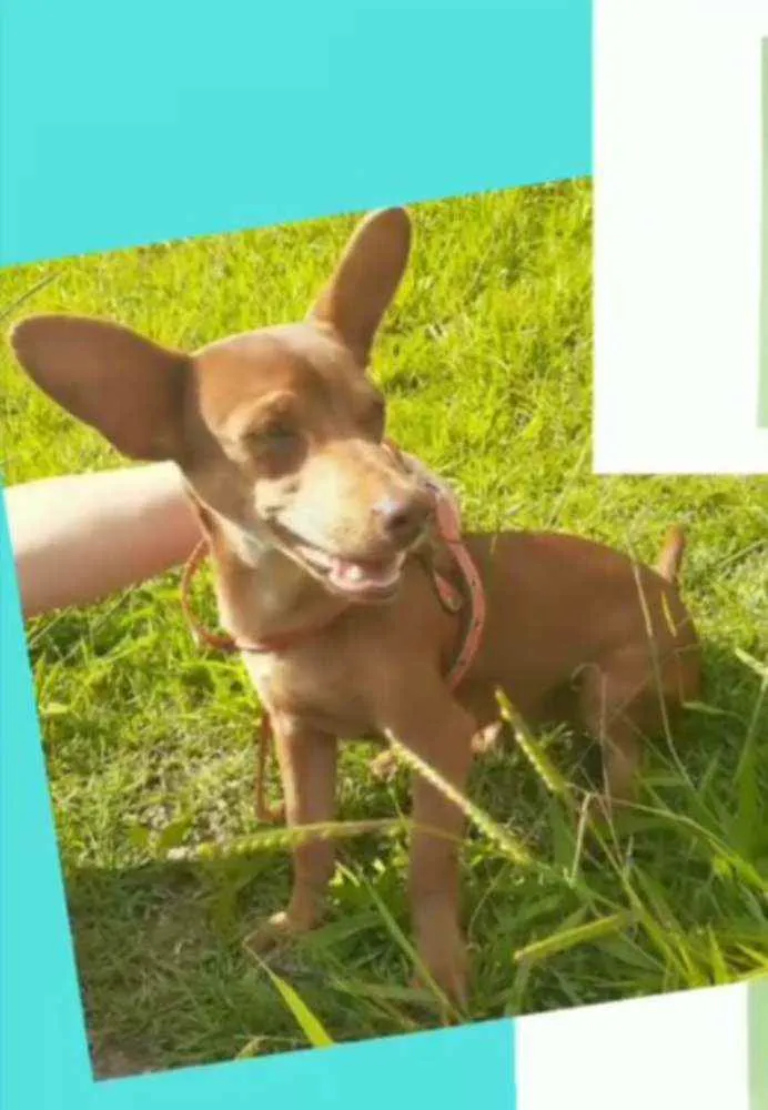 Cachorro raça Mestiço idade 1 ano nome Luck