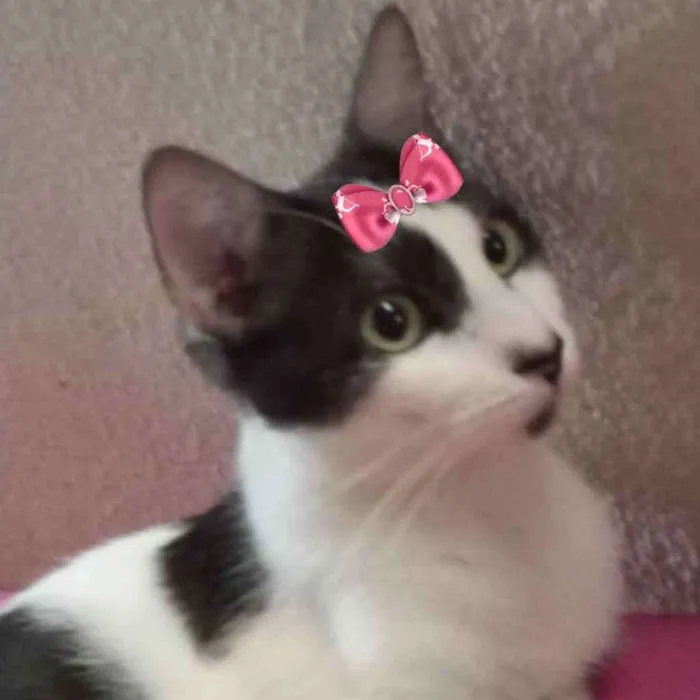 Gato ra a Mestiça  idade 1 ano nome Marrie 