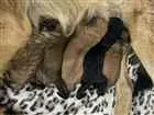 Cachorro raça Golden Alemão idade Abaixo de 2 meses nome Valeria, Deku e Mel