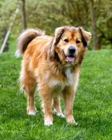 Cachorro ra a Golden Alemão idade Abaixo de 2 meses nome Valeria, Deku e Mel