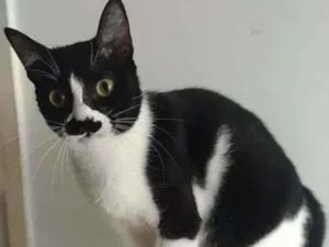 Gato raça Srd idade 2 a 6 meses nome Chayene