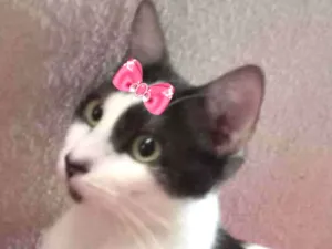 Gato raça Mestiça  idade 1 ano nome Marrie 