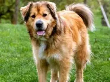 Cachorro ra a Golden Alemão idade Abaixo de 2 meses nome Valeria, Deku e Mel