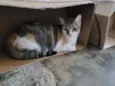 Magali