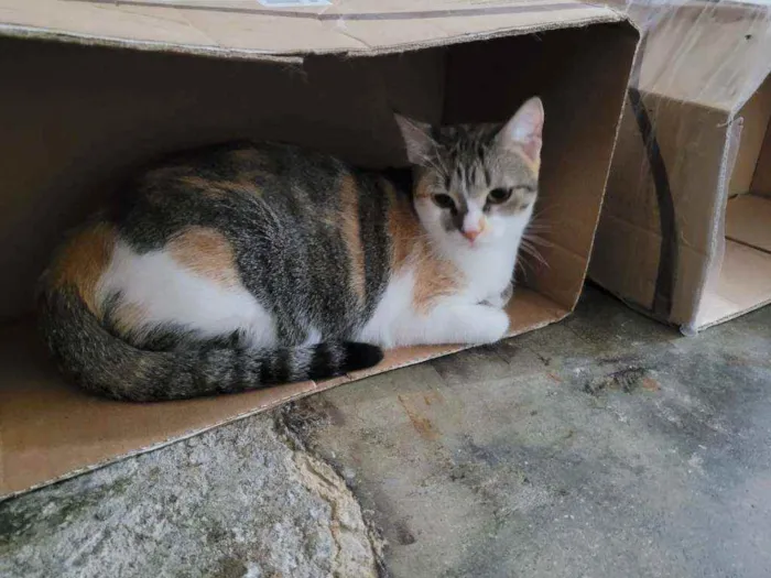 Gato ra a Srd idade 1 ano nome Magali