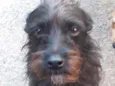 Cacá Lobinha Pérola