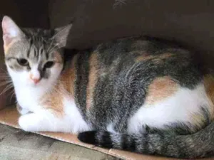 Gato raça Srd idade 1 ano nome Magali