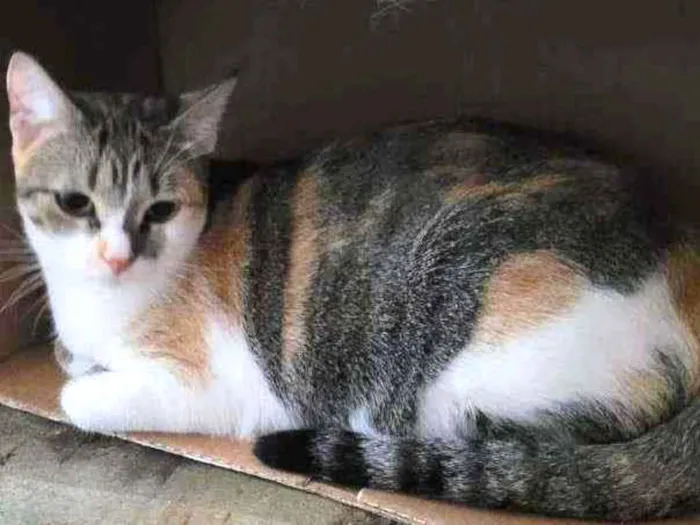 Gato ra a Srd idade 1 ano nome Magali