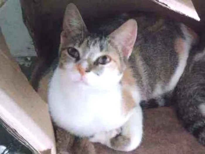 Gato ra a Srd idade 1 ano nome Magali