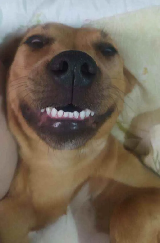 Cachorro ra a Mix pitbull idade 2 anos nome Ariela