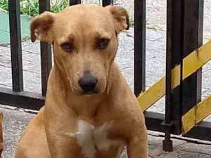 Cachorro raça Mix pitbull idade 2 anos nome Ariela