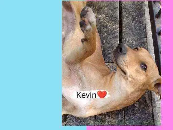 Cachorro ra a SRD idade 2 anos nome Kevin